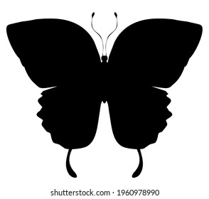 Butterfly black vector icon, isolated on white