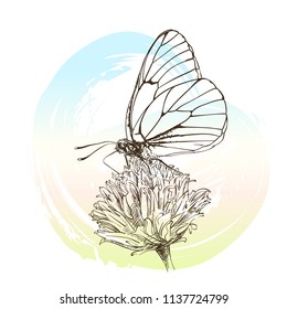 Butterfly with black veins gathers nectar on flower, Vector sketch on round watercolor backdrop, Hand drawn illustration of Hawthorn Aporia Crataegi