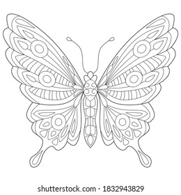 butterfly black and white vector illustration
