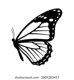 Butterfly with black and white wings