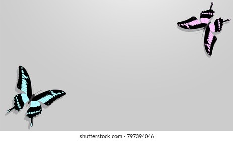 butterfly with black wings, blue and pink patterns