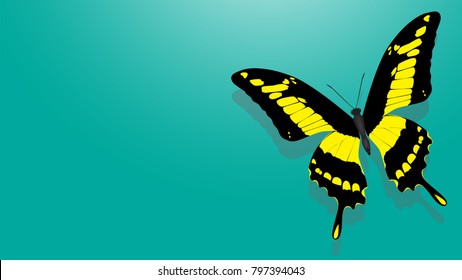 butterfly with black wings, yellow patterns