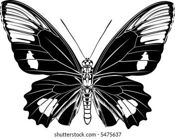 Butterfly black-and-white variation. Parides anchises (lat)