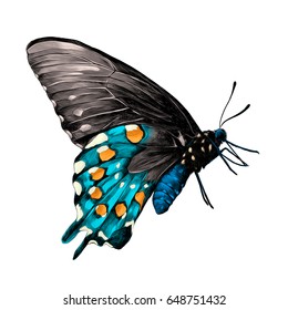 butterfly with a blue body,blue & grey wings and orange spots on the wings side view, sketch vector graphics color picture