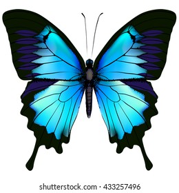 Butterfly. Blue butterfly papilio ulysses (Mountain Swallowtail) isolated vector on white background