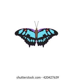 Butterfly blue pattern insect