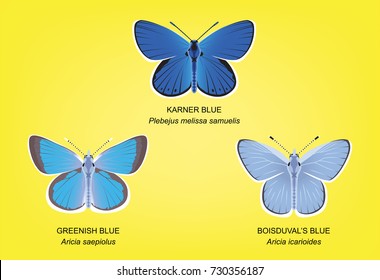 Butterfly Blue Set Vector Illustration
