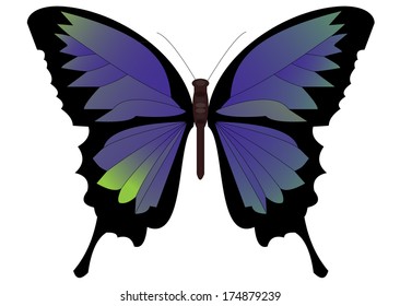 Butterfly in blue-green design