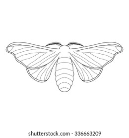 butterfly Bombyx mori.  Sketch of butterfly. butterfly isolated on white background. butterfly Design for coloring book.  hand-drawn butterfly. Vector illustration
