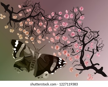 Butterfly and branches of blooming cherry