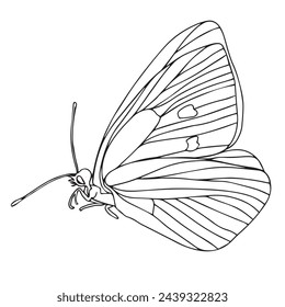 Butterfly bug hand drawn illustration, isolate on white background. Vector line art object for card or invitations, coloring book for kids and adult