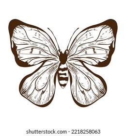 Schmetterlingskäfer-Symbol einzeln auf Stil