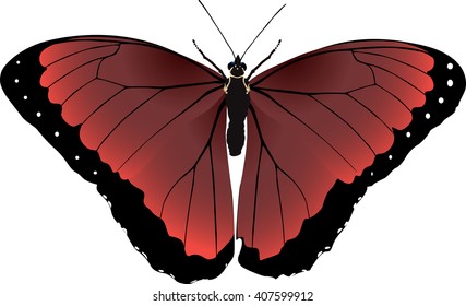 butterfly burgundy