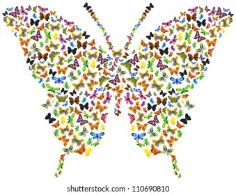 Butterfly of butterflies