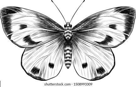 butterfly cabbage black and white vector