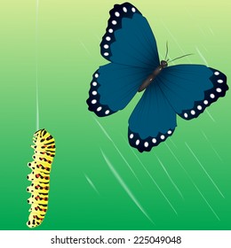 Butterfly and caterpillar