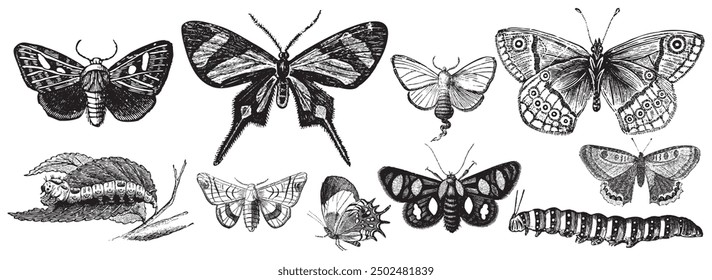 Butterfly, caterpillar in engraved style. Insect collection illustration, drawing, engraving, ink, line art, vector illustration. Hand-sketched creatures collection. Hand drawn beetles, bugs. 