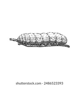 butterfly caterpillar hand drawn. bug cocoon, insect nature, animal growth butterfly caterpillar vector sketch. isolated black illustration