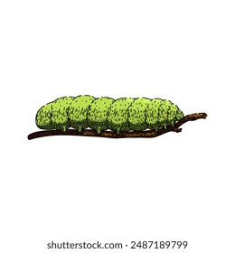 butterfly caterpillar hand drawn. bug cocoon, insect nature, animal growth butterfly caterpillar vector sketch. isolated color illustration