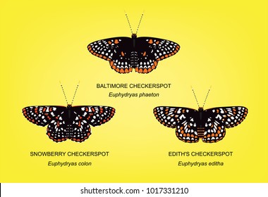 Butterfly Checkerspot Set Vector Illustration