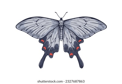 Papillon d'espèces chinoises de moulin à vent dans un style vintage réaliste. Magnifique papillon de nuit byasa, insecte volant. Illustration vectorielle dessinée à la main isolée sur fond blanc