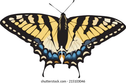 Butterfly Clip Art Species Tiger Swallowtail Stock Vector (Royalty Free ...