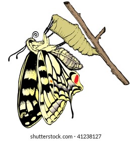 Butterfly and the cocoon in color
