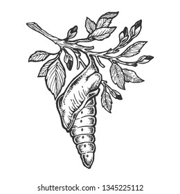 Butterfly cocoon pupa sketch engraving vector illustration. Scratch board style imitation. Hand drawn image.