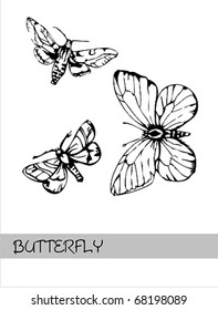butterfly collection
