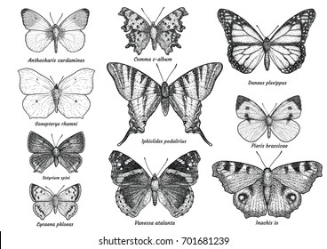 Butterfly collection  illustration  drawing  engraving  ink  line art  vector