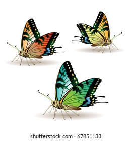 Butterfly collection isolated on white background, vector illustration