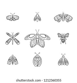 Butterfly collection. Stylish ink drawn insect, fancy moth. Black line fauna motiv. Wildlife vintage