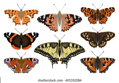 Butterfly collection - vector color illustration