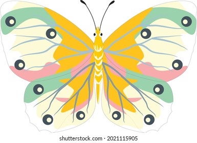 Butterfly Color Animal Graphic Nature