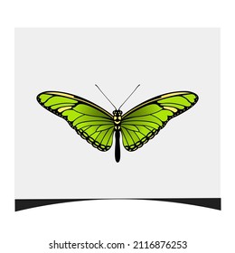 butterfly color style vector illustration