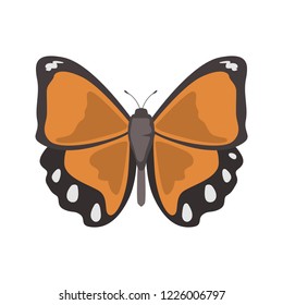 Butterfly color vector icon. Flat design
