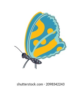 butterfly colored wings icon isolated