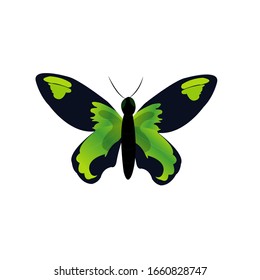 Butterfly Colorful Cartoon Vector Illustration 