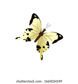 Butterfly Colorful Cartoon Vector Illustration 