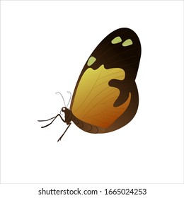 Butterfly Colorful Cartoon Vector Illustration 