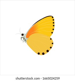 Butterfly Colorful Cartoon Vector Illustration 