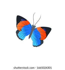 Butterfly Colorful Cartoon Vector Illustration 