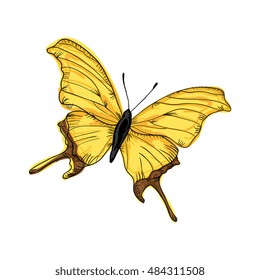 butterfly with colorful wings