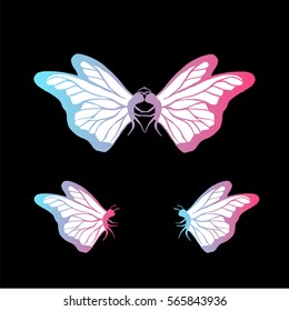 Butterfly couple love 