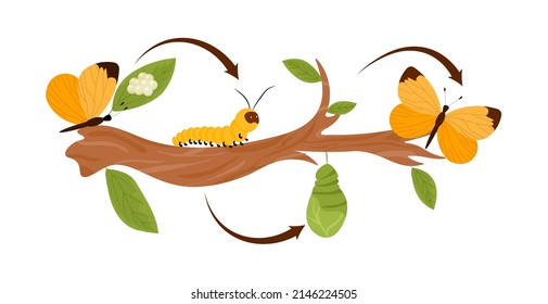 Butterfly cycle concept. Stages of development of insects, growth. Nature and fauna, care for environment. Educational materials for children, tree branch and forest. Cartoon flat vector illustration