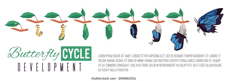 Butterfly cycle development infographic diagram flat cartoon vector illustration isolated on white background. Lifecycle and evolution of butterfly insect.