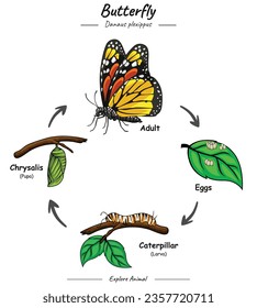 Butterfly Cycle Infographic Diagram showing different phases and development stages including newborn cub adolescent and adult Butterfly for biology science education