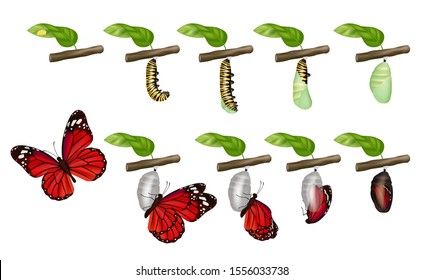 Butterfly cycle. Life of insects larva cocoon grub pupae caterpillars change vector concept