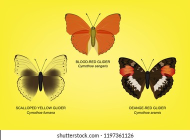 Butterfly Cymothoe Set Vector Illustration