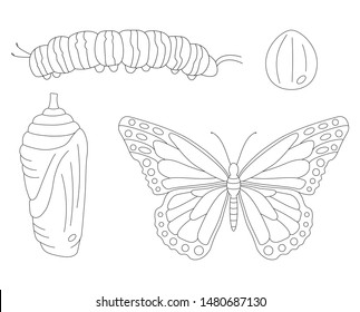 Butterfly Danaida Monarch. Egg, pupa, caterpillar, butterfly. Vector in lines.